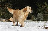 GOLDEN RETRIEVER 783